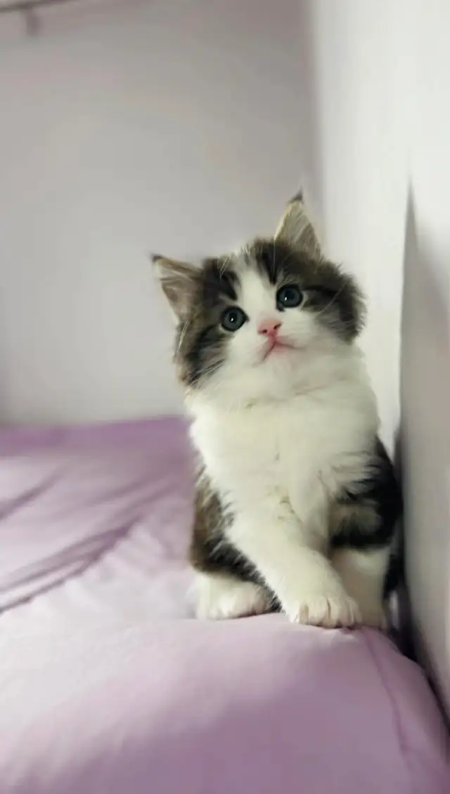 Beautiful male Siberian kitten - Photo 9