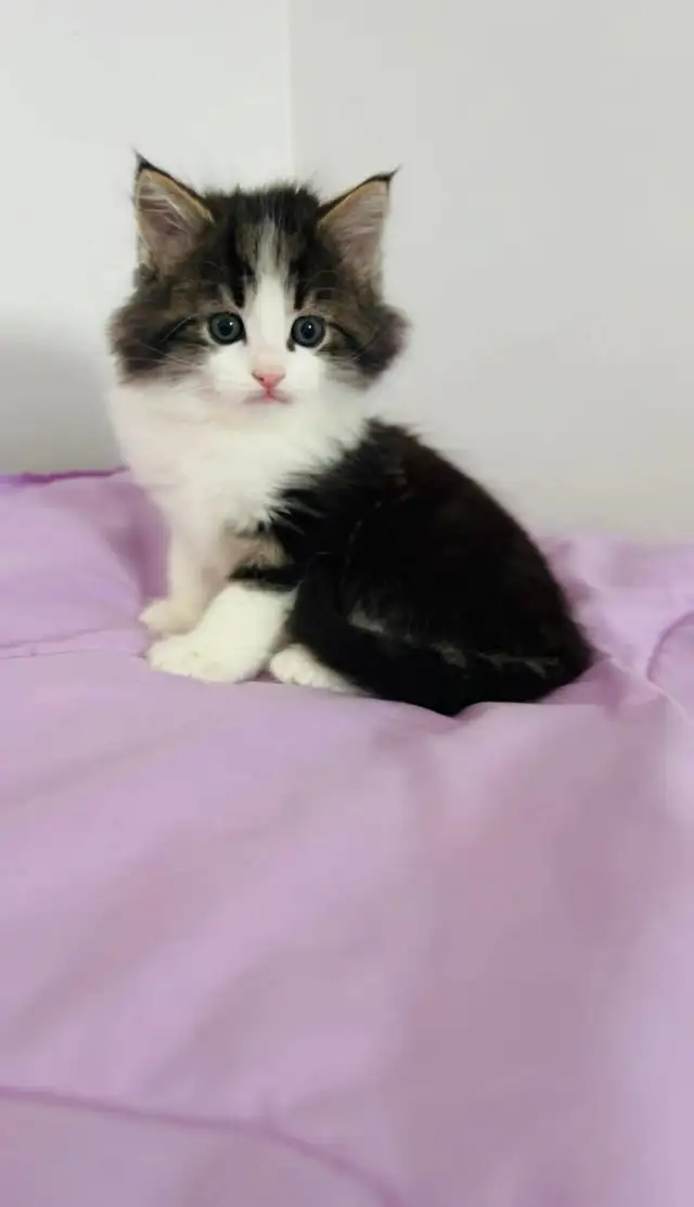 Beautiful male Siberian kitten - Photo 10