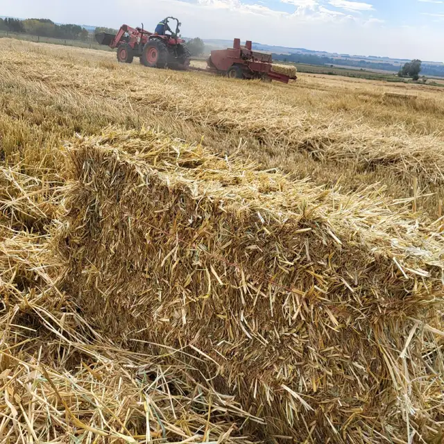 Wheat Straw