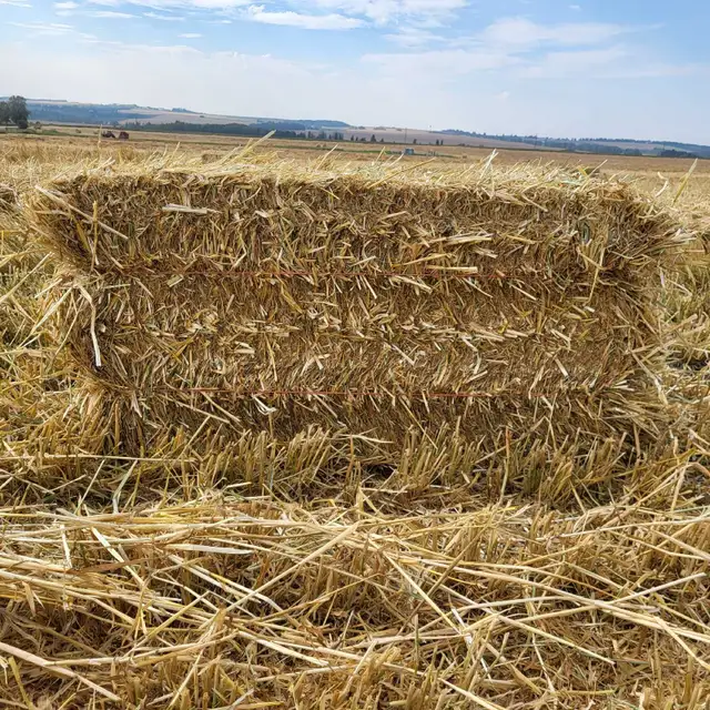 Wheat Straw - Photo 2