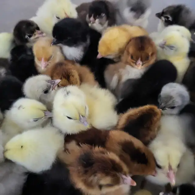 Chicks available-Feb 24 hatch