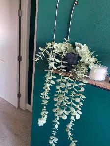 House Cleaning Services - Accepting New Clients - Pet Friendly