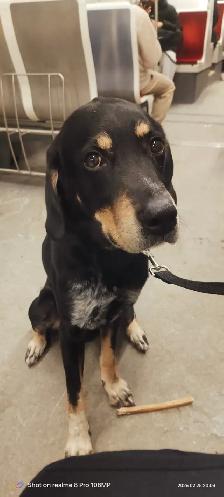 Dog for rehoming - Photo 2