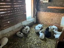 Lapines californiennes a chair adultes - Photo 3