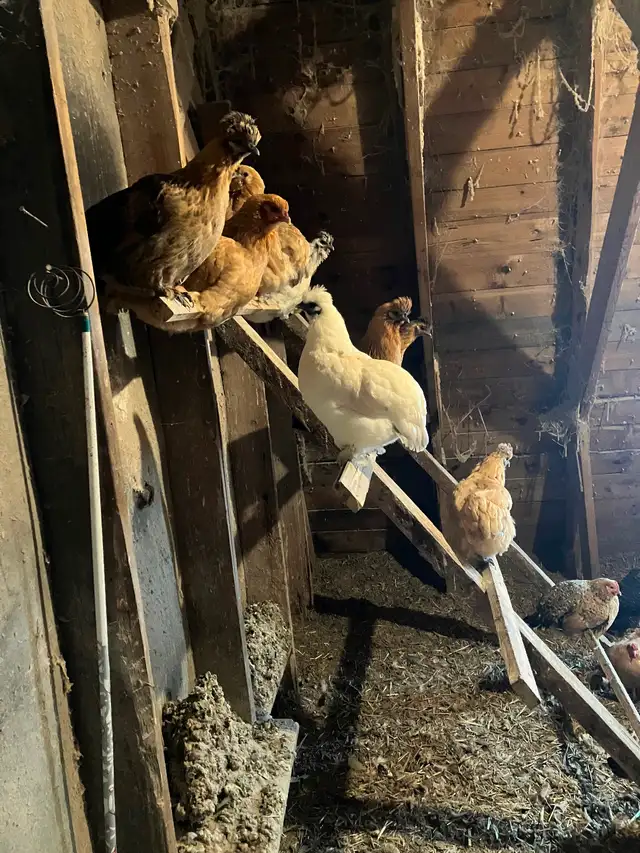 Poules bendy adultes