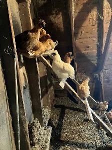 Poules bendy adultes