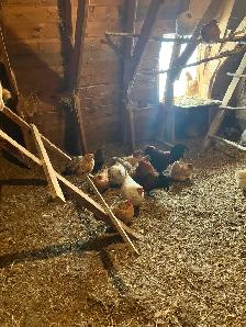 Poules bendy adultes - Photo 3