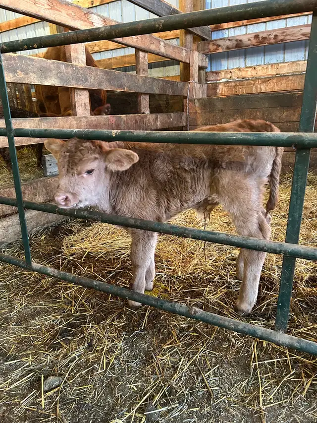 Bull calf