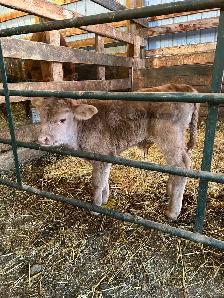 Bull calf