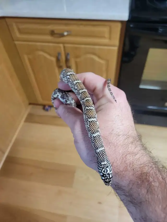 snakes and supplies for trade - Photo 4