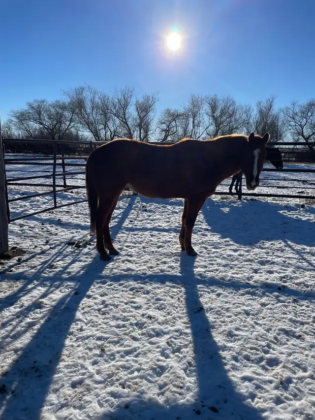 4yr old  gelding - Photo 5