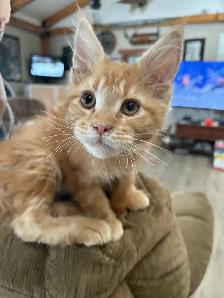 Maincoon kitten - Photo 2