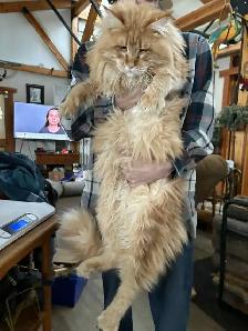 Maincoon kitten - Photo 3