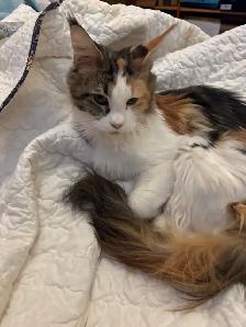 Maincoon kitten - Photo 4