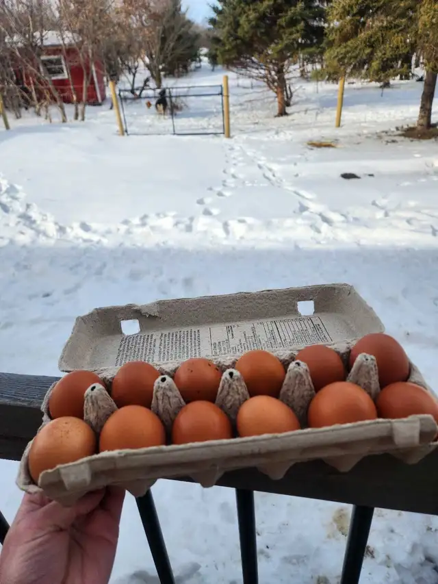 eggs for sale