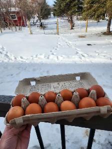 eggs for sale