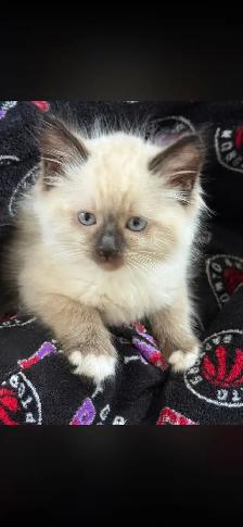 Purebred Ragdoll Kittens