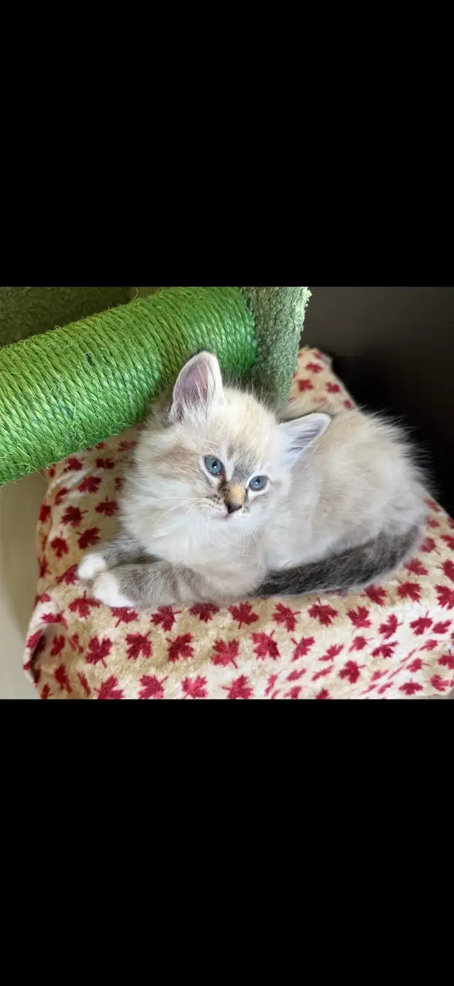 Purebred Ragdoll Kittens - Photo 2