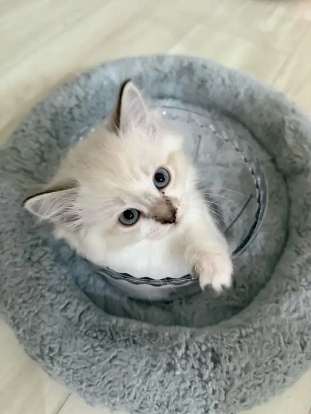 Purebred Ragdoll Kittens - Photo 3