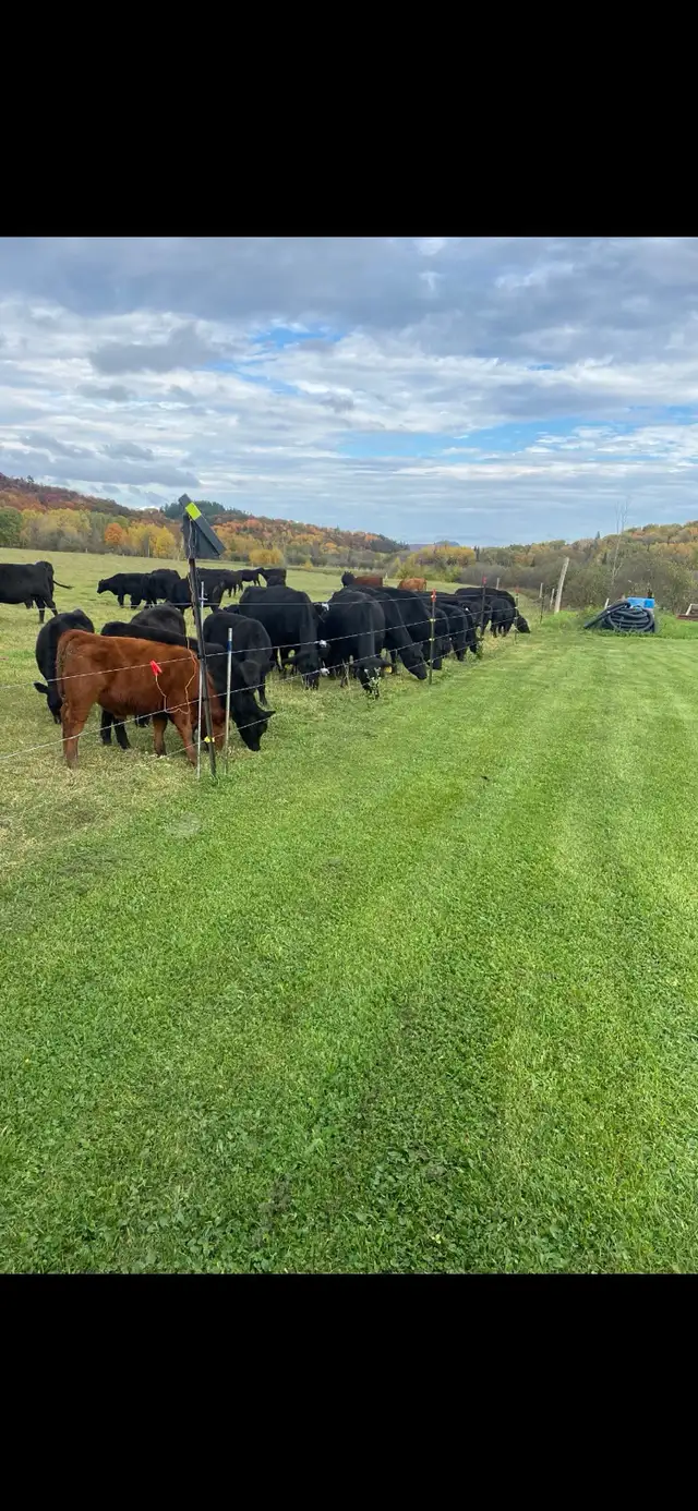 Cattle Farm for Sale by Owner
