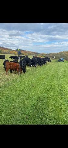 Cattle Farm for Sale by Owner