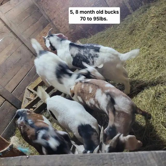 5,9 month old Boer/Nubian Bucklings