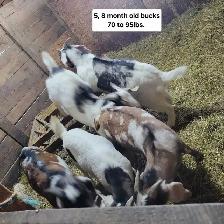 5,9 month old Boer/Nubian Bucklings