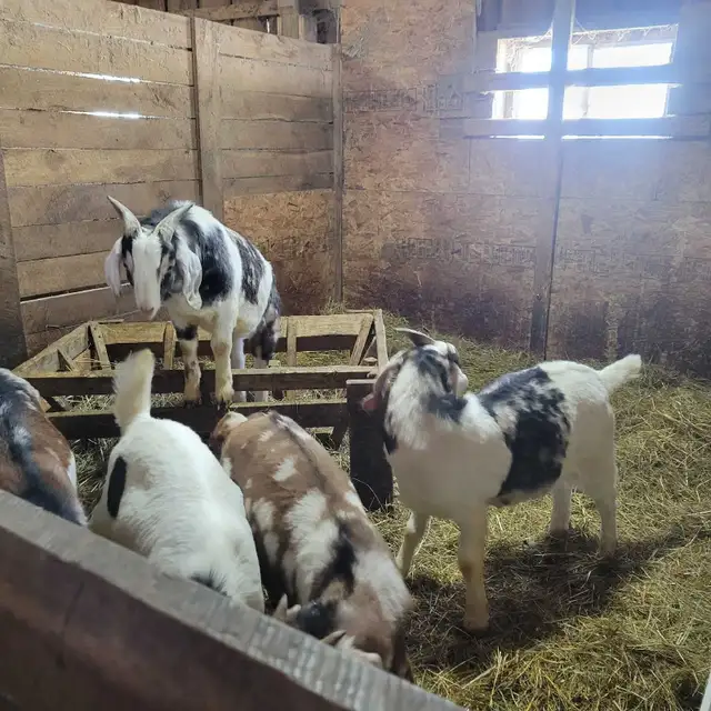 5,9 month old Boer/Nubian Bucklings - Photo 2