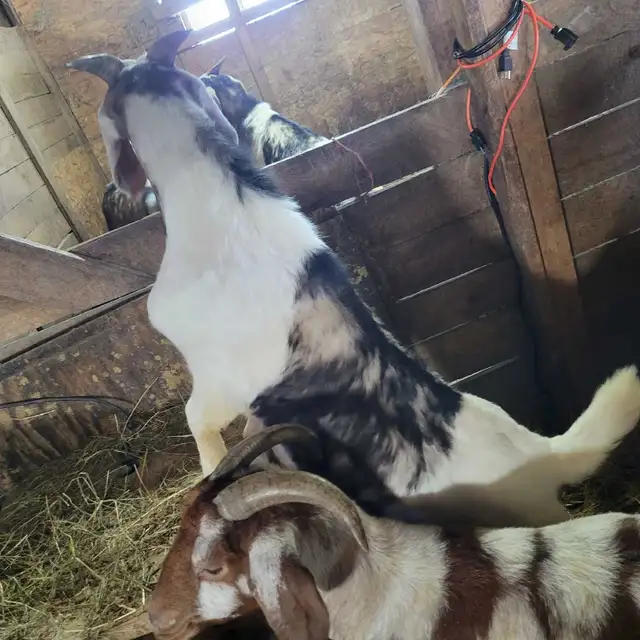 5,9 month old Boer/Nubian Bucklings - Photo 3