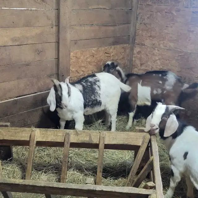 5,9 month old Boer/Nubian Bucklings - Photo 4