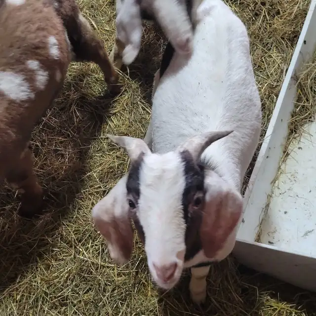5,9 month old Boer/Nubian Bucklings - Photo 5