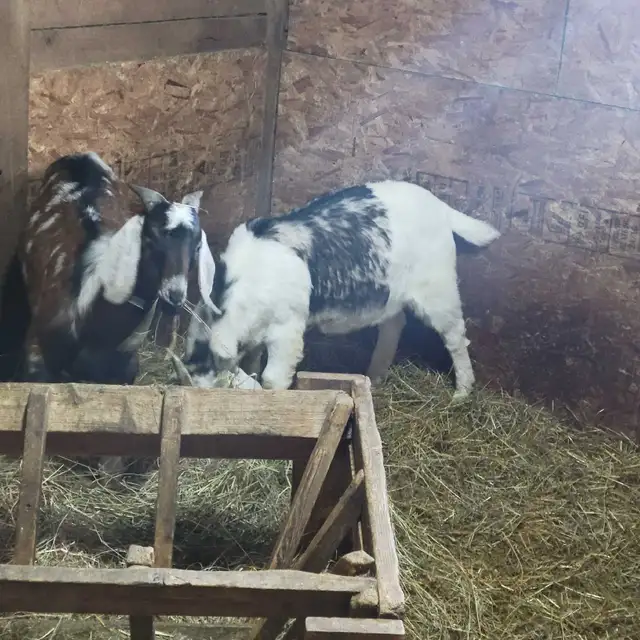 5,9 month old Boer/Nubian Bucklings - Photo 6