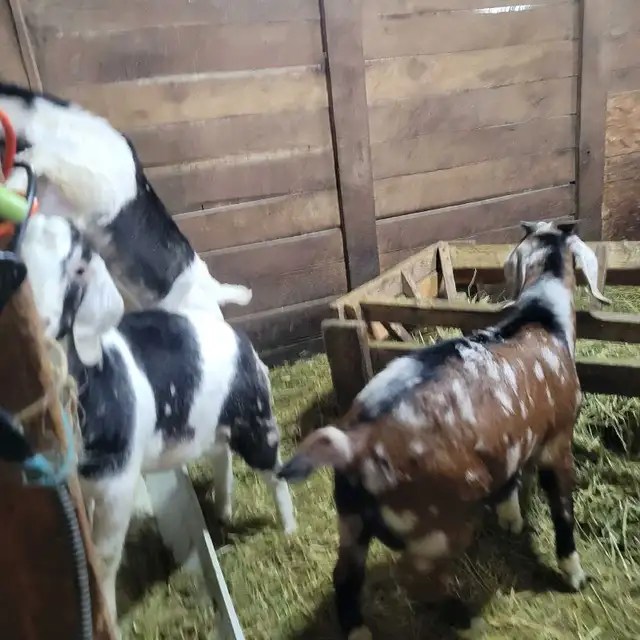 5,9 month old Boer/Nubian Bucklings - Photo 7