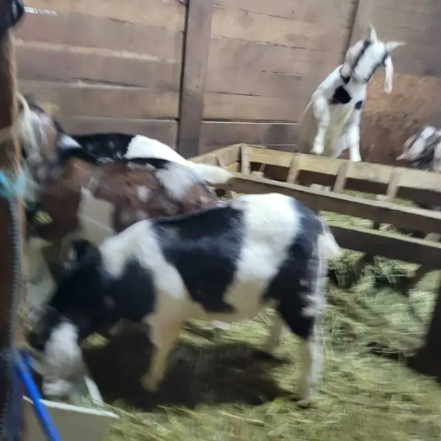 5,9 month old Boer/Nubian Bucklings - Photo 8