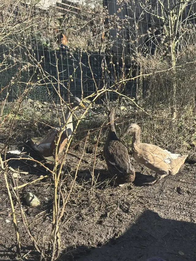 Egg laying ducks for sale