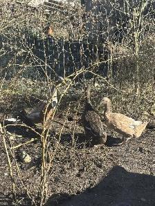 Egg laying ducks for sale