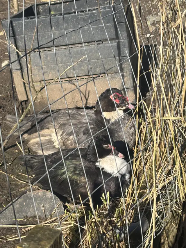 Egg laying ducks for sale - Photo 2