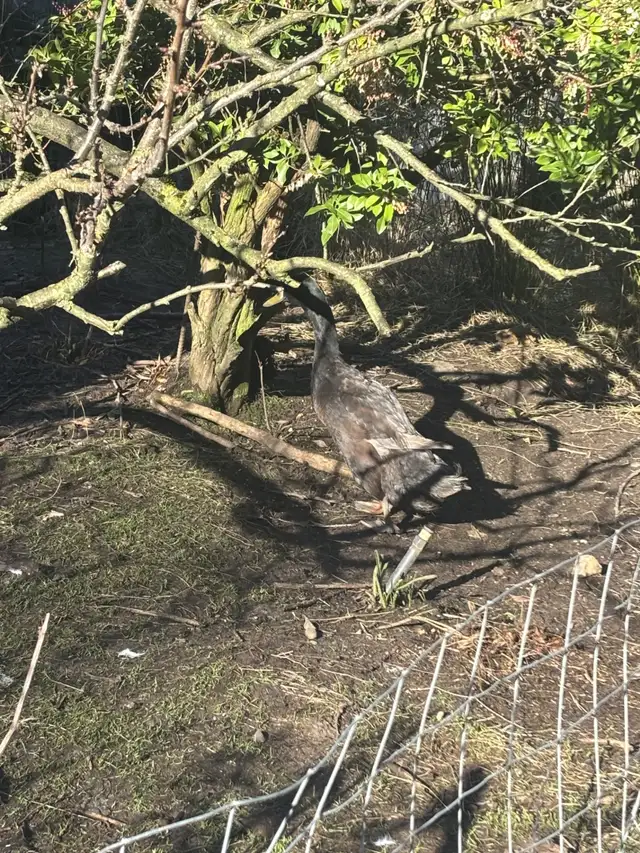 Egg laying ducks for sale - Photo 3