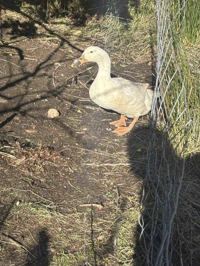 Egg laying ducks for sale - Photo 4