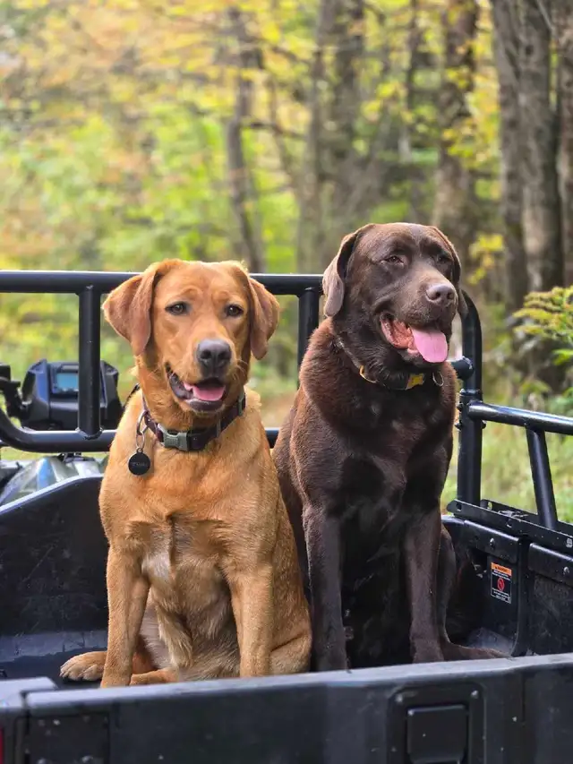 Chiots labrador à venir
