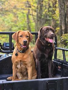 Chiots labrador à venir
