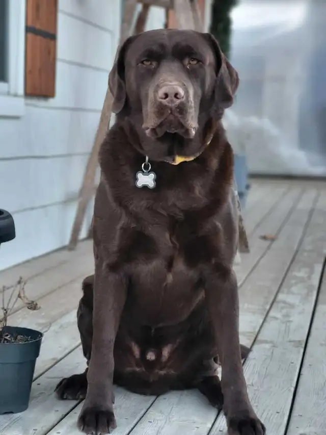 Chiots labrador à venir - Photo 2
