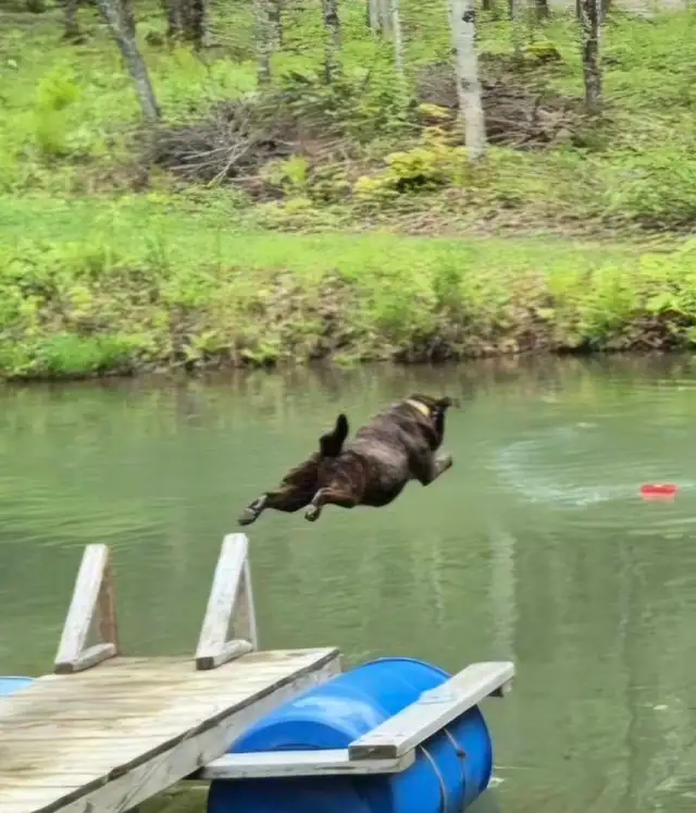 Chiots labrador à venir - Photo 3