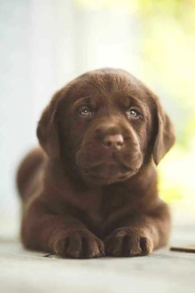 Chiots labrador à venir - Photo 4