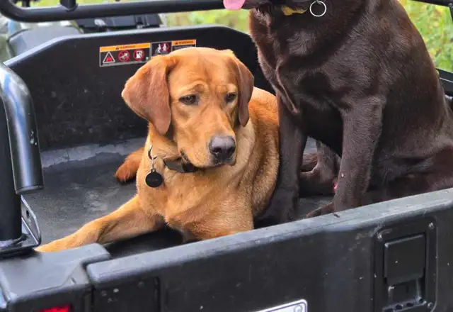 Chiots labrador à venir - Photo 5