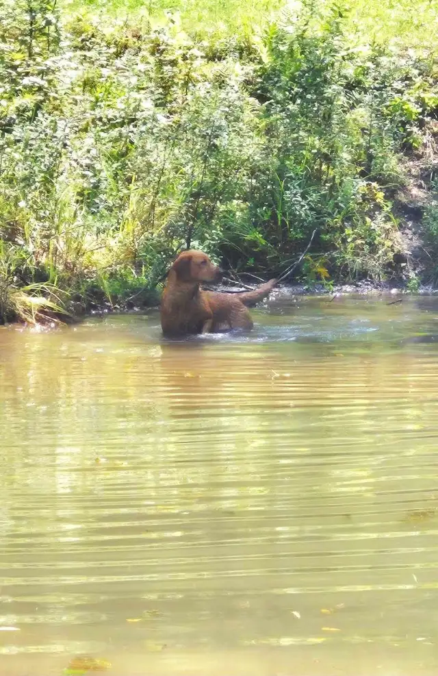 Chiots labrador à venir - Photo 6
