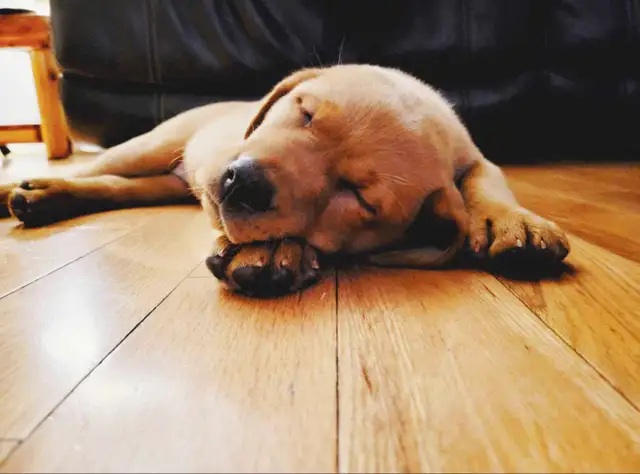 Chiots labrador à venir - Photo 7