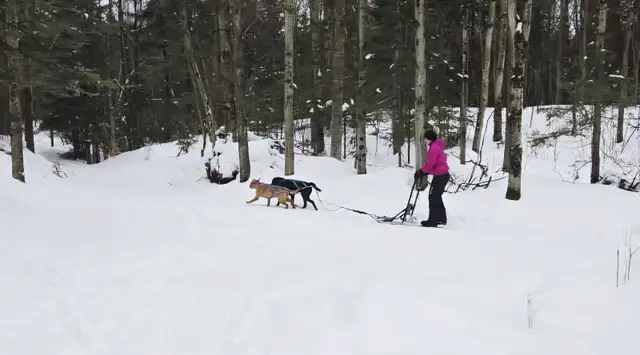 Chiots labrador à venir - Photo 8