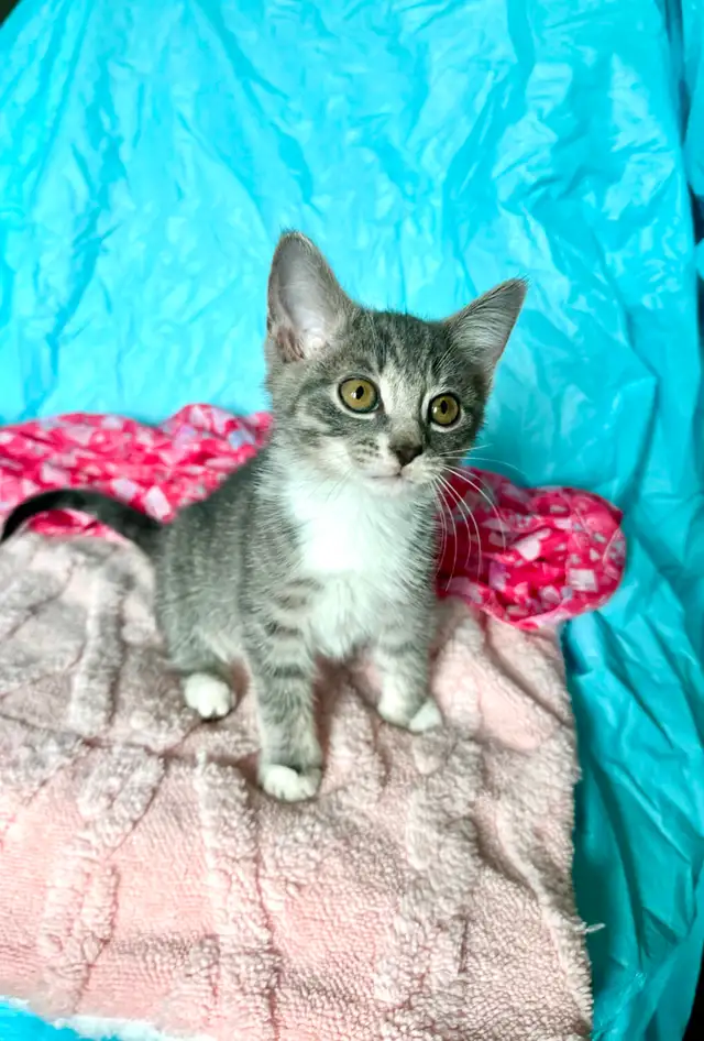 Adorable Tabby Kittens Looking for Loving Homes