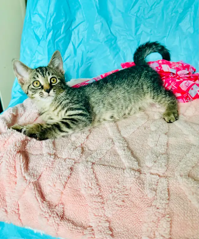 Adorable Tabby Kittens Looking for Loving Homes - Photo 2